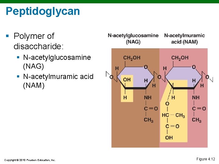 Peptidoglycan § Polymer of disaccharide: § N-acetylglucosamine (NAG) § N-acetylmuramic acid (NAM) Copyright © Peptidoglycan § Polymer of disaccharide: § N-acetylglucosamine (NAG) § N-acetylmuramic acid (NAM) Copyright ©