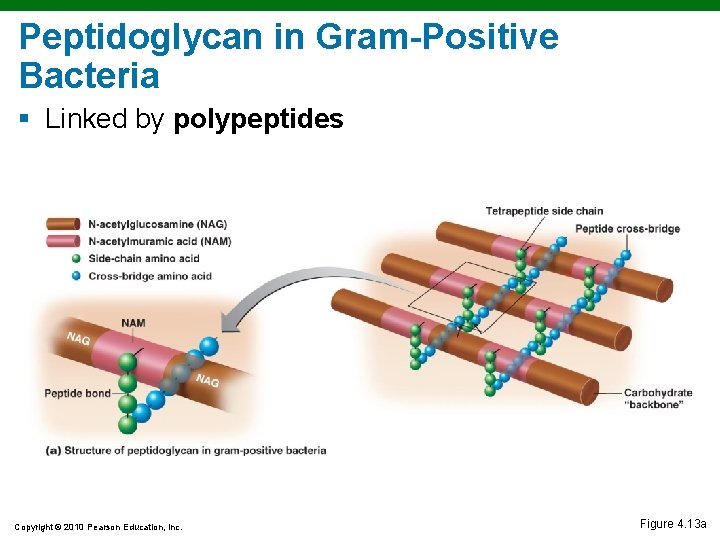 Peptidoglycan in Gram-Positive Bacteria § Linked by polypeptides Copyright © 2010 Pearson Education, Inc. Peptidoglycan in Gram-Positive Bacteria § Linked by polypeptides Copyright © 2010 Pearson Education, Inc.