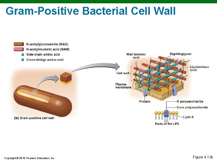 Gram-Positive Bacterial Cell Wall Copyright © 2010 Pearson Education, Inc. Figure 4. 13 b Gram-Positive Bacterial Cell Wall Copyright © 2010 Pearson Education, Inc. Figure 4. 13 b