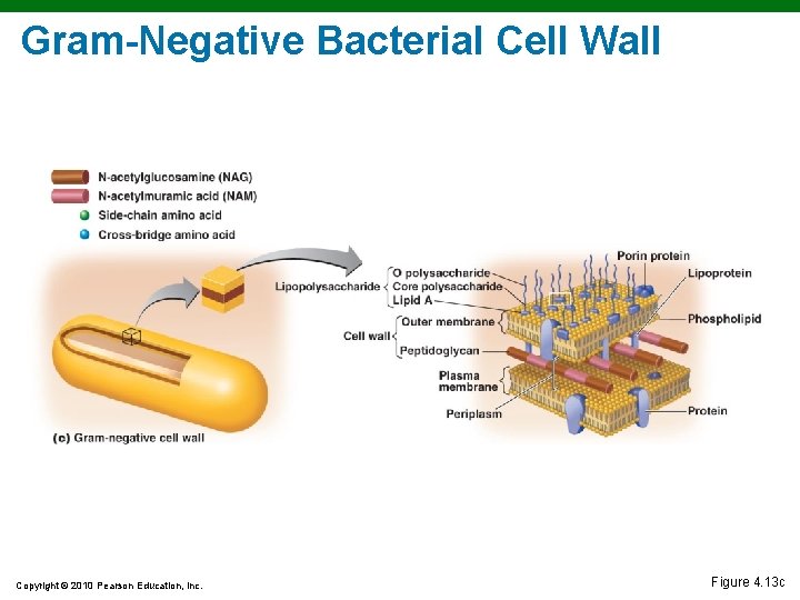 Gram-Negative Bacterial Cell Wall Copyright © 2010 Pearson Education, Inc. Figure 4. 13 c Gram-Negative Bacterial Cell Wall Copyright © 2010 Pearson Education, Inc. Figure 4. 13 c