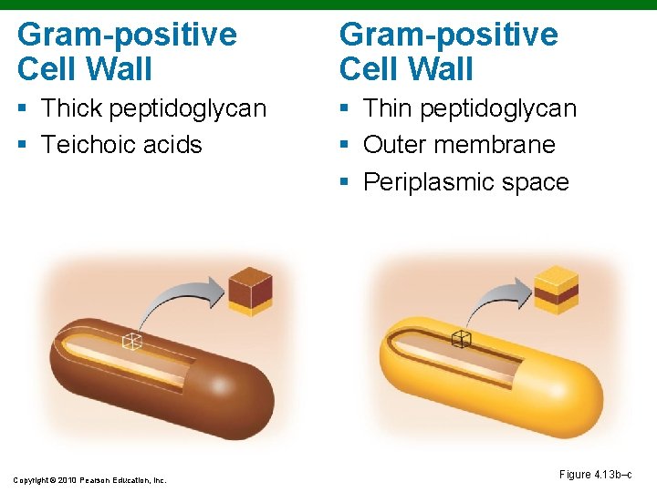 Gram-positive Cell Wall § Thick peptidoglycan § Teichoic acids § Thin peptidoglycan § Outer Gram-positive Cell Wall § Thick peptidoglycan § Teichoic acids § Thin peptidoglycan § Outer