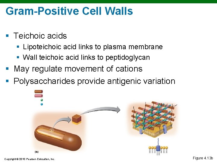 Gram-Positive Cell Walls § Teichoic acids § Lipoteichoic acid links to plasma membrane § Gram-Positive Cell Walls § Teichoic acids § Lipoteichoic acid links to plasma membrane §