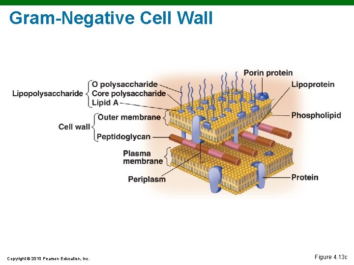Gram-Negative Cell Wall Copyright © 2010 Pearson Education, Inc. Figure 4. 13 c Gram-Negative Cell Wall Copyright © 2010 Pearson Education, Inc. Figure 4. 13 c