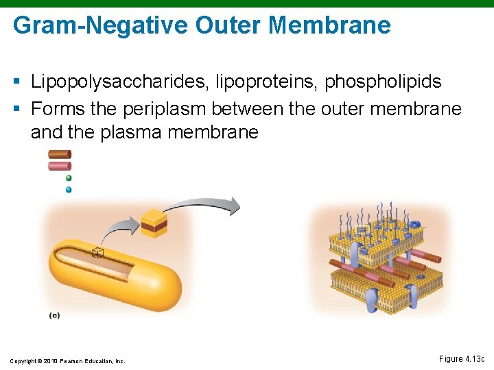 Gram-Negative Outer Membrane § Lipopolysaccharides, lipoproteins, phospholipids § Forms the periplasm between the outer Gram-Negative Outer Membrane § Lipopolysaccharides, lipoproteins, phospholipids § Forms the periplasm between the outer