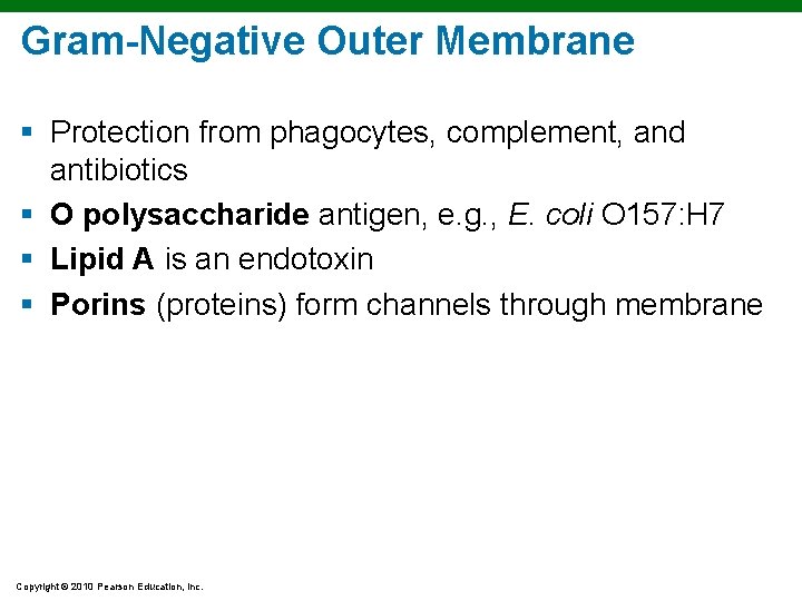 Gram-Negative Outer Membrane § Protection from phagocytes, complement, and antibiotics § O polysaccharide antigen, Gram-Negative Outer Membrane § Protection from phagocytes, complement, and antibiotics § O polysaccharide antigen,