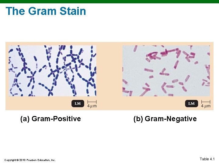 The Gram Stain (a) Gram-Positive Copyright © 2010 Pearson Education, Inc. (b) Gram-Negative Table The Gram Stain (a) Gram-Positive Copyright © 2010 Pearson Education, Inc. (b) Gram-Negative Table
