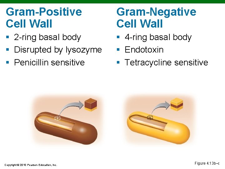 Gram-Positive Cell Wall Gram-Negative Cell Wall § 2 -ring basal body § Disrupted by Gram-Positive Cell Wall Gram-Negative Cell Wall § 2 -ring basal body § Disrupted by