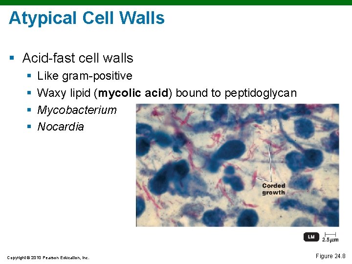Atypical Cell Walls § Acid-fast cell walls § § Like gram-positive Waxy lipid (mycolic Atypical Cell Walls § Acid-fast cell walls § § Like gram-positive Waxy lipid (mycolic
