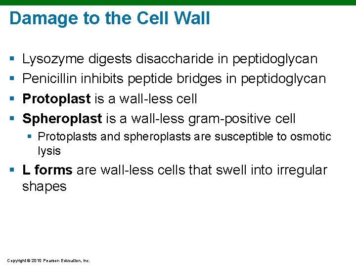 Damage to the Cell Wall § § Lysozyme digests disaccharide in peptidoglycan Penicillin inhibits Damage to the Cell Wall § § Lysozyme digests disaccharide in peptidoglycan Penicillin inhibits