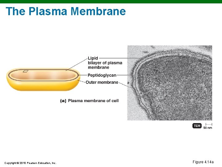 The Plasma Membrane Copyright © 2010 Pearson Education, Inc. Figure 4. 14 a The Plasma Membrane Copyright © 2010 Pearson Education, Inc. Figure 4. 14 a