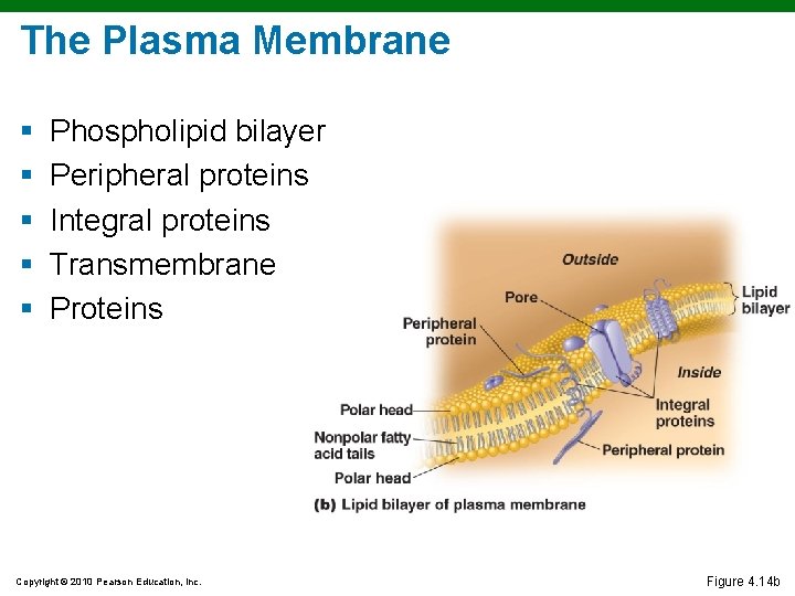 The Plasma Membrane § § § Phospholipid bilayer Peripheral proteins Integral proteins Transmembrane Proteins The Plasma Membrane § § § Phospholipid bilayer Peripheral proteins Integral proteins Transmembrane Proteins