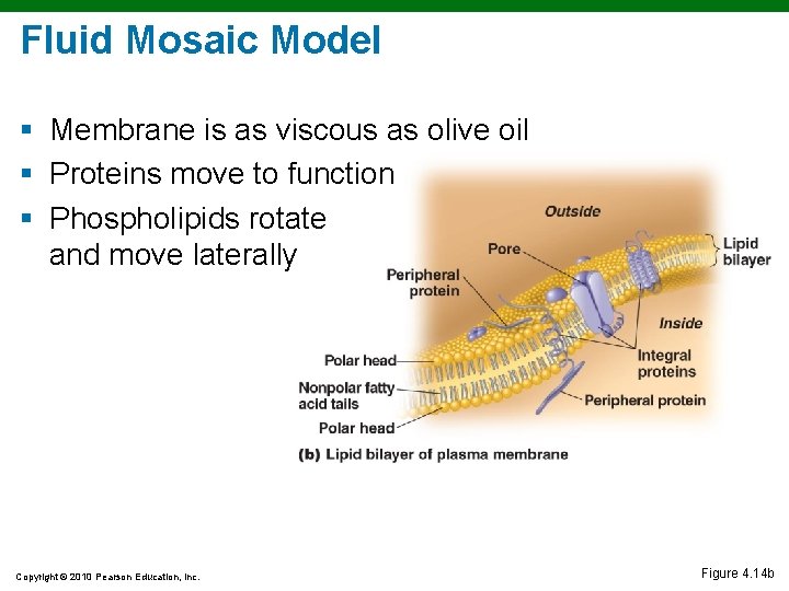 Fluid Mosaic Model § Membrane is as viscous as olive oil § Proteins move Fluid Mosaic Model § Membrane is as viscous as olive oil § Proteins move