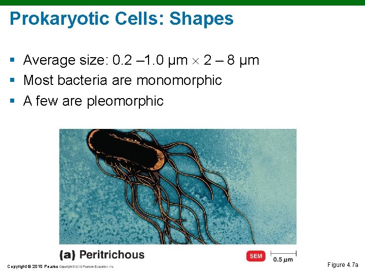 Prokaryotic Cells: Shapes § Average size: 0. 2 – 1. 0 µm 2 – Prokaryotic Cells: Shapes § Average size: 0. 2 – 1. 0 µm 2 –