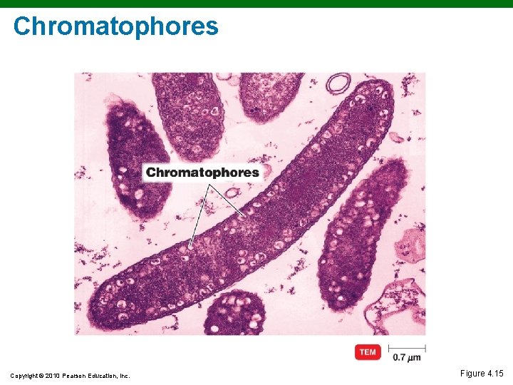 Chromatophores Copyright © 2010 Pearson Education, Inc. Figure 4. 15 Chromatophores Copyright © 2010 Pearson Education, Inc. Figure 4. 15