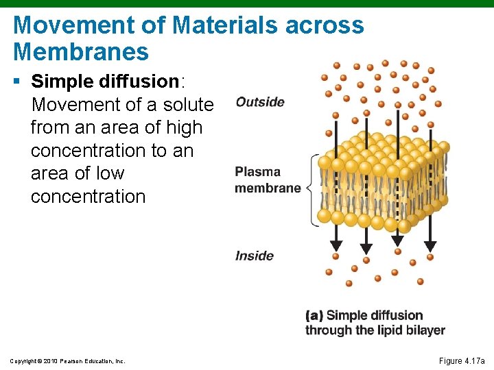 Movement of Materials across Membranes § Simple diffusion: Movement of a solute from an Movement of Materials across Membranes § Simple diffusion: Movement of a solute from an
