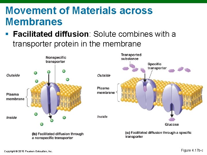 Movement of Materials across Membranes § Facilitated diffusion: Solute combines with a transporter protein Movement of Materials across Membranes § Facilitated diffusion: Solute combines with a transporter protein