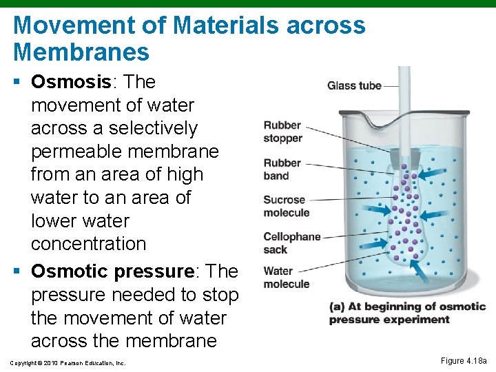 Movement of Materials across Membranes § Osmosis: The movement of water across a selectively Movement of Materials across Membranes § Osmosis: The movement of water across a selectively