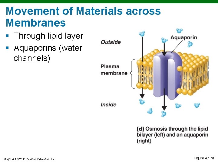 Movement of Materials across Membranes § Through lipid layer § Aquaporins (water channels) Copyright Movement of Materials across Membranes § Through lipid layer § Aquaporins (water channels) Copyright