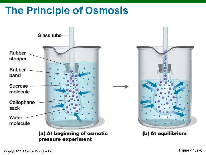 The Principle of Osmosis Copyright © 2010 Pearson Education, Inc. Figure 4. 18 a–b The Principle of Osmosis Copyright © 2010 Pearson Education, Inc. Figure 4. 18 a–b