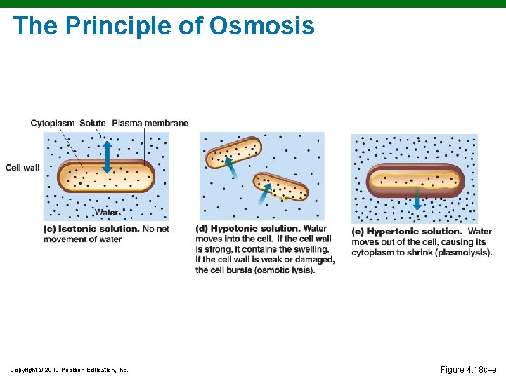 The Principle of Osmosis Copyright © 2010 Pearson Education, Inc. Figure 4. 18 c–e The Principle of Osmosis Copyright © 2010 Pearson Education, Inc. Figure 4. 18 c–e