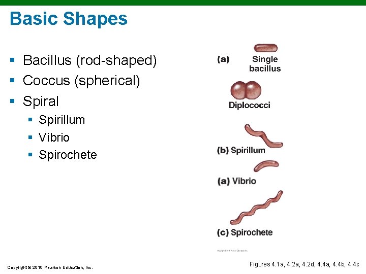 Basic Shapes § Bacillus (rod-shaped) § Coccus (spherical) § Spiral § Spirillum § Vibrio Basic Shapes § Bacillus (rod-shaped) § Coccus (spherical) § Spiral § Spirillum § Vibrio