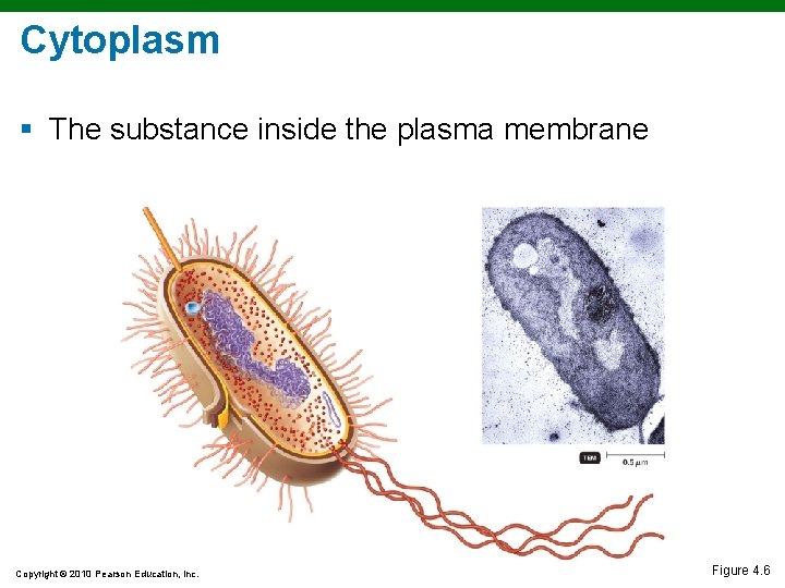 Cytoplasm § The substance inside the plasma membrane Copyright © 2010 Pearson Education, Inc. Cytoplasm § The substance inside the plasma membrane Copyright © 2010 Pearson Education, Inc.