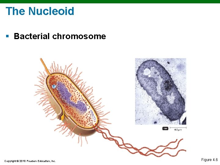 The Nucleoid § Bacterial chromosome Copyright © 2010 Pearson Education, Inc. Figure 4. 6 The Nucleoid § Bacterial chromosome Copyright © 2010 Pearson Education, Inc. Figure 4. 6