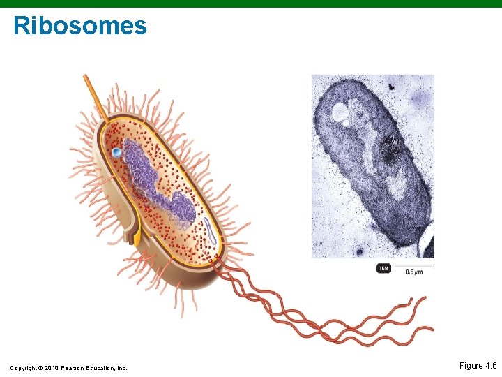 Ribosomes Copyright © 2010 Pearson Education, Inc. Figure 4. 6 Ribosomes Copyright © 2010 Pearson Education, Inc. Figure 4. 6