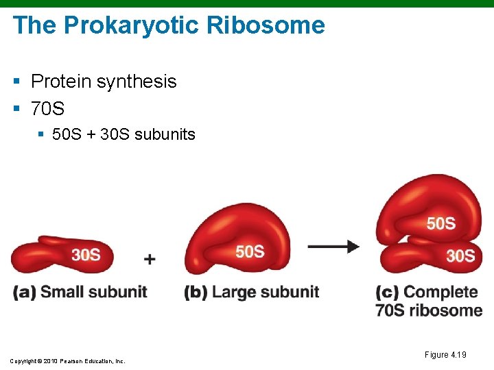 The Prokaryotic Ribosome § Protein synthesis § 70 S § 50 S + 30 The Prokaryotic Ribosome § Protein synthesis § 70 S § 50 S + 30