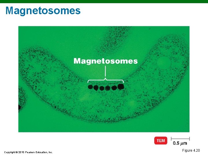 Magnetosomes Copyright © 2010 Pearson Education, Inc. Figure 4. 20 Magnetosomes Copyright © 2010 Pearson Education, Inc. Figure 4. 20