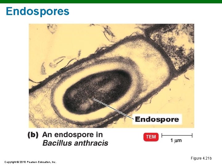 Endospores Figure 4. 21 b Copyright © 2010 Pearson Education, Inc. Endospores Figure 4. 21 b Copyright © 2010 Pearson Education, Inc.