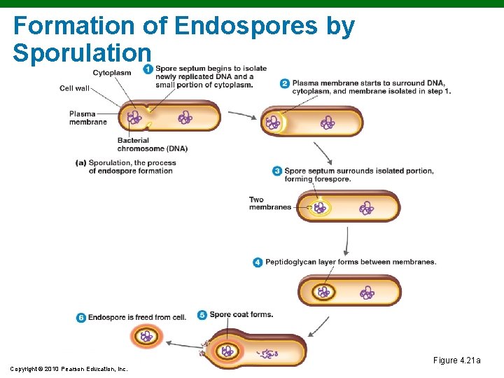 Formation of Endospores by Sporulation Figure 4. 21 a Copyright © 2010 Pearson Education, Formation of Endospores by Sporulation Figure 4. 21 a Copyright © 2010 Pearson Education,