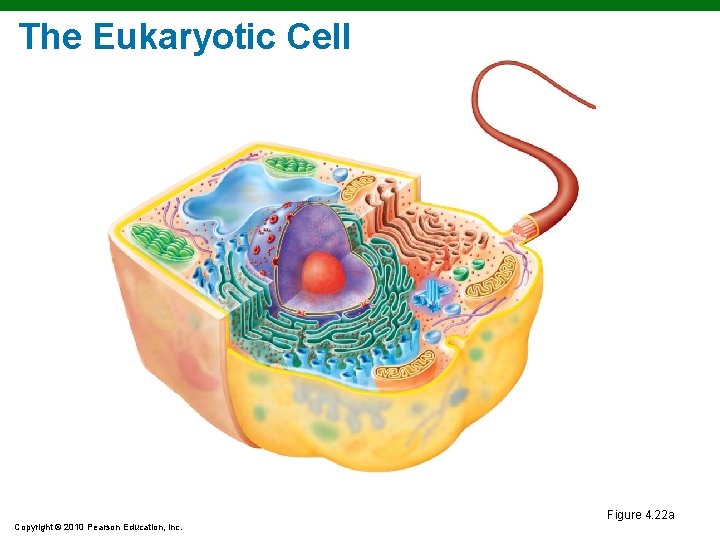 The Eukaryotic Cell Figure 4. 22 a Copyright © 2010 Pearson Education, Inc. The Eukaryotic Cell Figure 4. 22 a Copyright © 2010 Pearson Education, Inc.