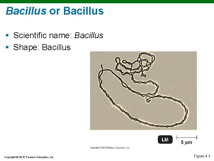 Bacillus or Bacillus § Scientific name: Bacillus § Shape: Bacillus Copyright © 2010 Pearson Bacillus or Bacillus § Scientific name: Bacillus § Shape: Bacillus Copyright © 2010 Pearson