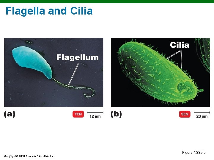 Flagella and Cilia Figure 4. 23 a-b Copyright © 2010 Pearson Education, Inc. Flagella and Cilia Figure 4. 23 a-b Copyright © 2010 Pearson Education, Inc.