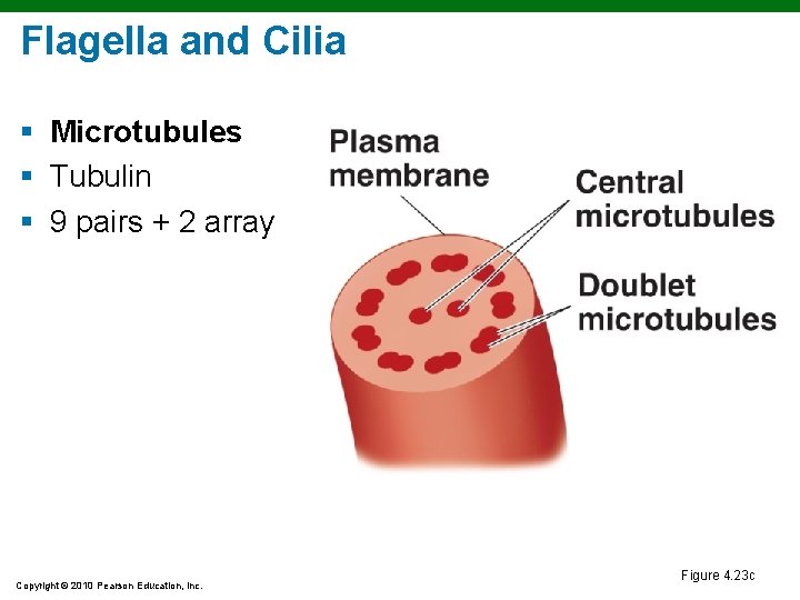 Flagella and Cilia § Microtubules § Tubulin § 9 pairs + 2 array Copyright Flagella and Cilia § Microtubules § Tubulin § 9 pairs + 2 array Copyright