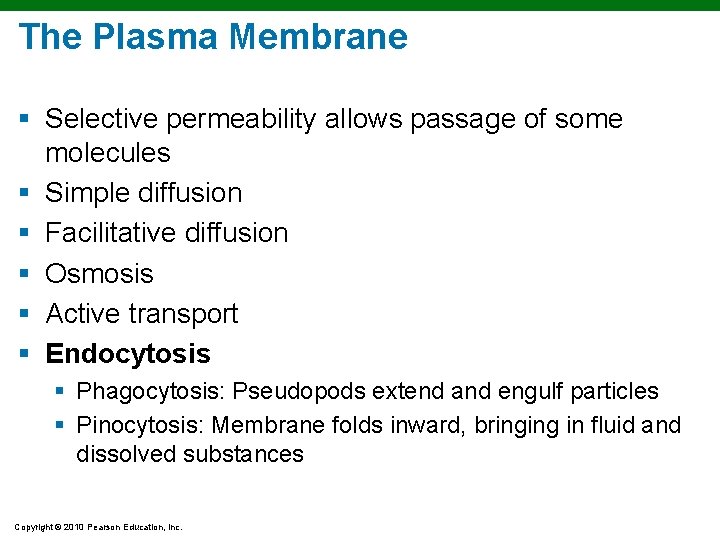 The Plasma Membrane § Selective permeability allows passage of some molecules § Simple diffusion The Plasma Membrane § Selective permeability allows passage of some molecules § Simple diffusion