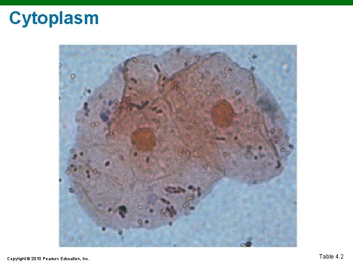 Cytoplasm Copyright © 2010 Pearson Education, Inc. Table 4. 2 Cytoplasm Copyright © 2010 Pearson Education, Inc. Table 4. 2