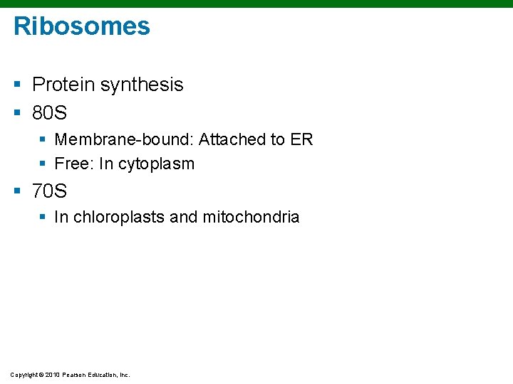 Ribosomes § Protein synthesis § 80 S § Membrane-bound: Attached to ER § Free: Ribosomes § Protein synthesis § 80 S § Membrane-bound: Attached to ER § Free:
