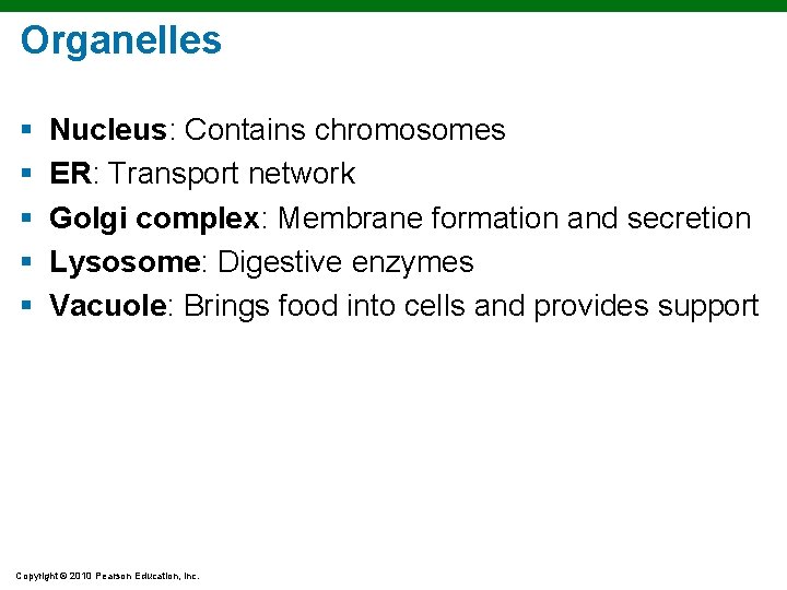 Organelles § § § Nucleus: Contains chromosomes ER: Transport network Golgi complex: Membrane formation Organelles § § § Nucleus: Contains chromosomes ER: Transport network Golgi complex: Membrane formation