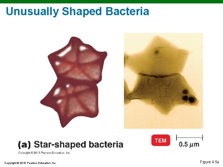 Unusually Shaped Bacteria Copyright © 2010 Pearson Education, Inc. Figure 4. 5 a Unusually Shaped Bacteria Copyright © 2010 Pearson Education, Inc. Figure 4. 5 a