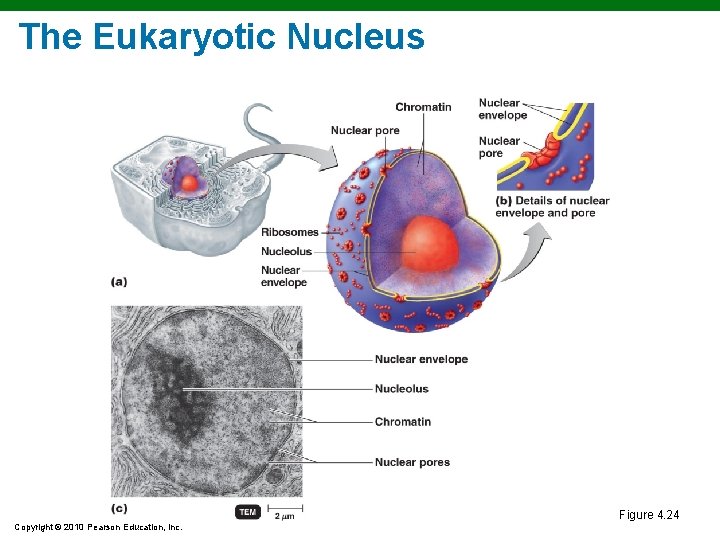 The Eukaryotic Nucleus Figure 4. 24 Copyright © 2010 Pearson Education, Inc. The Eukaryotic Nucleus Figure 4. 24 Copyright © 2010 Pearson Education, Inc.