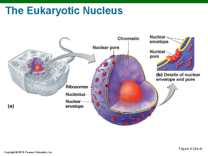 The Eukaryotic Nucleus Figure 4. 24 a–b Copyright © 2010 Pearson Education, Inc. The Eukaryotic Nucleus Figure 4. 24 a–b Copyright © 2010 Pearson Education, Inc.