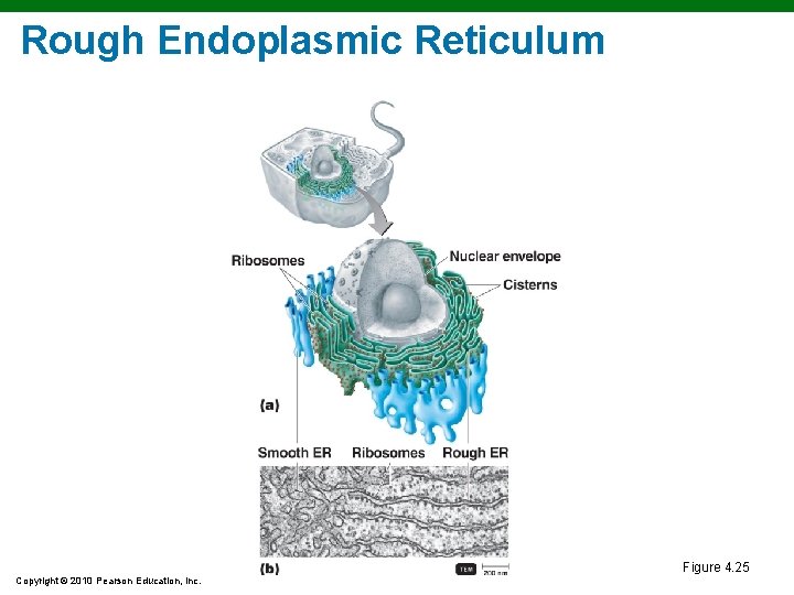 Rough Endoplasmic Reticulum Figure 4. 25 Copyright © 2010 Pearson Education, Inc. Rough Endoplasmic Reticulum Figure 4. 25 Copyright © 2010 Pearson Education, Inc.