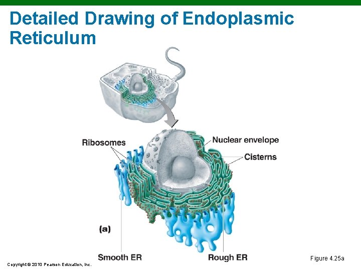 Detailed Drawing of Endoplasmic Reticulum Figure 4. 25 a Copyright © 2010 Pearson Education, Detailed Drawing of Endoplasmic Reticulum Figure 4. 25 a Copyright © 2010 Pearson Education,