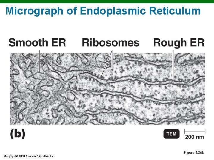 Micrograph of Endoplasmic Reticulum Figure 4. 25 b Copyright © 2010 Pearson Education, Inc. Micrograph of Endoplasmic Reticulum Figure 4. 25 b Copyright © 2010 Pearson Education, Inc.