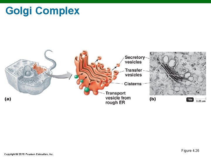 Golgi Complex Figure 4. 26 Copyright © 2010 Pearson Education, Inc. Golgi Complex Figure 4. 26 Copyright © 2010 Pearson Education, Inc.