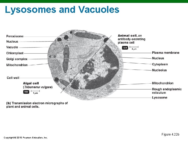 Lysosomes and Vacuoles Figure 4. 22 b Copyright © 2010 Pearson Education, Inc. Lysosomes and Vacuoles Figure 4. 22 b Copyright © 2010 Pearson Education, Inc.