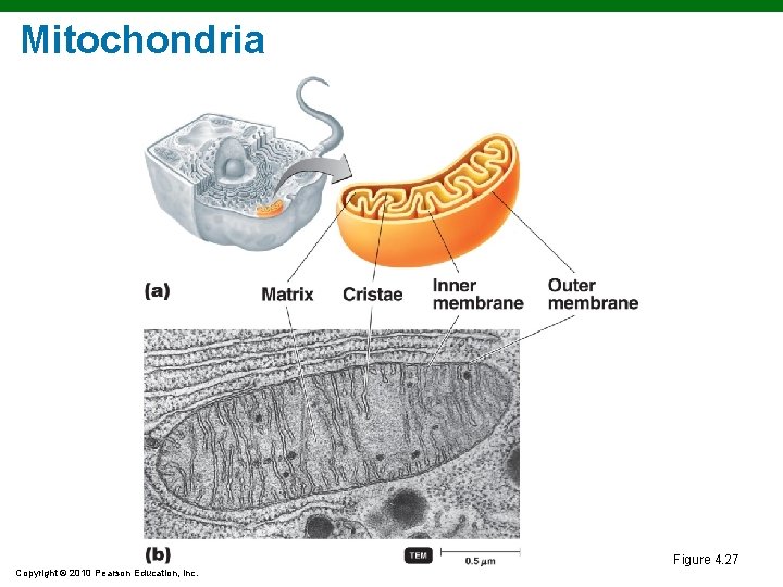 Mitochondria Figure 4. 27 Copyright © 2010 Pearson Education, Inc. Mitochondria Figure 4. 27 Copyright © 2010 Pearson Education, Inc.