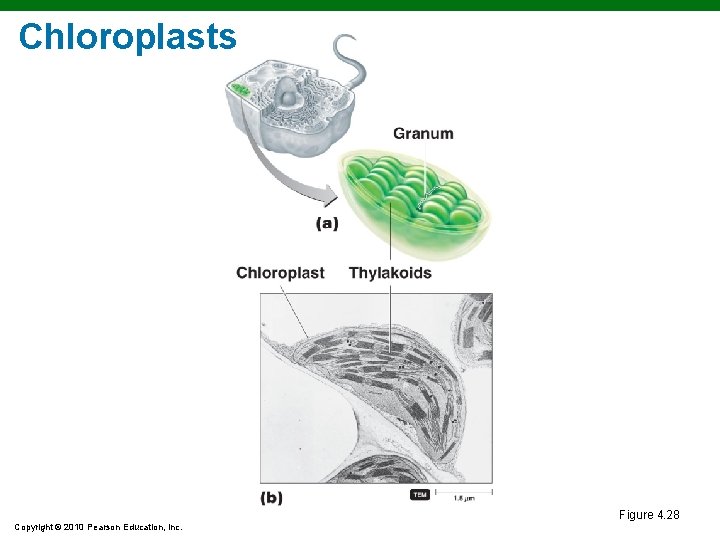 Chloroplasts Figure 4. 28 Copyright © 2010 Pearson Education, Inc. Chloroplasts Figure 4. 28 Copyright © 2010 Pearson Education, Inc.